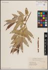 Foto von Salix excelsa S. G. Gmel.